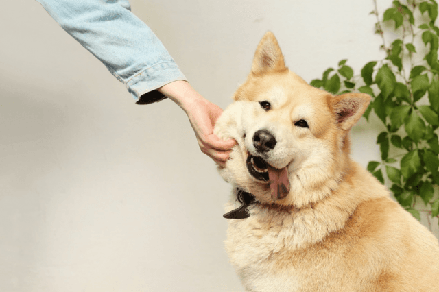 5 Best Dog Breeds For Emotional Support